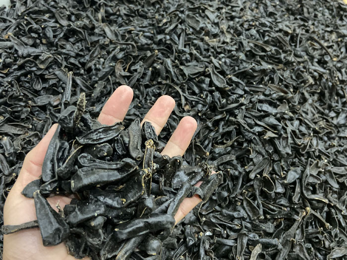 九五至尊VI成品