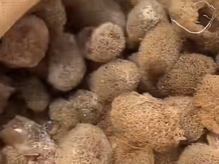 九五至尊VI卵茧
