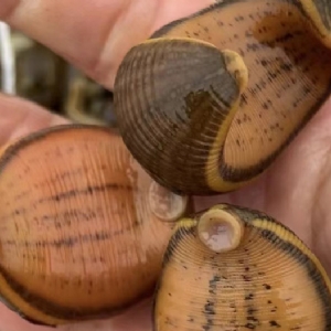 九五至尊VI卵茧