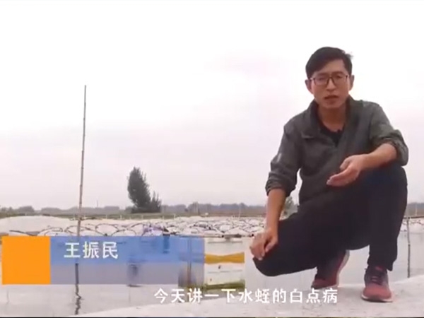 small4_17113377813506223 九五至尊VI白点病发生活规律及防治方法