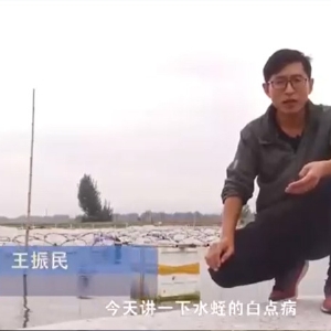 九五至尊VI白点病发生活规律及防治方法